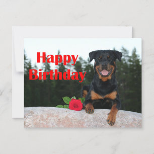 Carte Postale joyeux anniversaire rottweiler