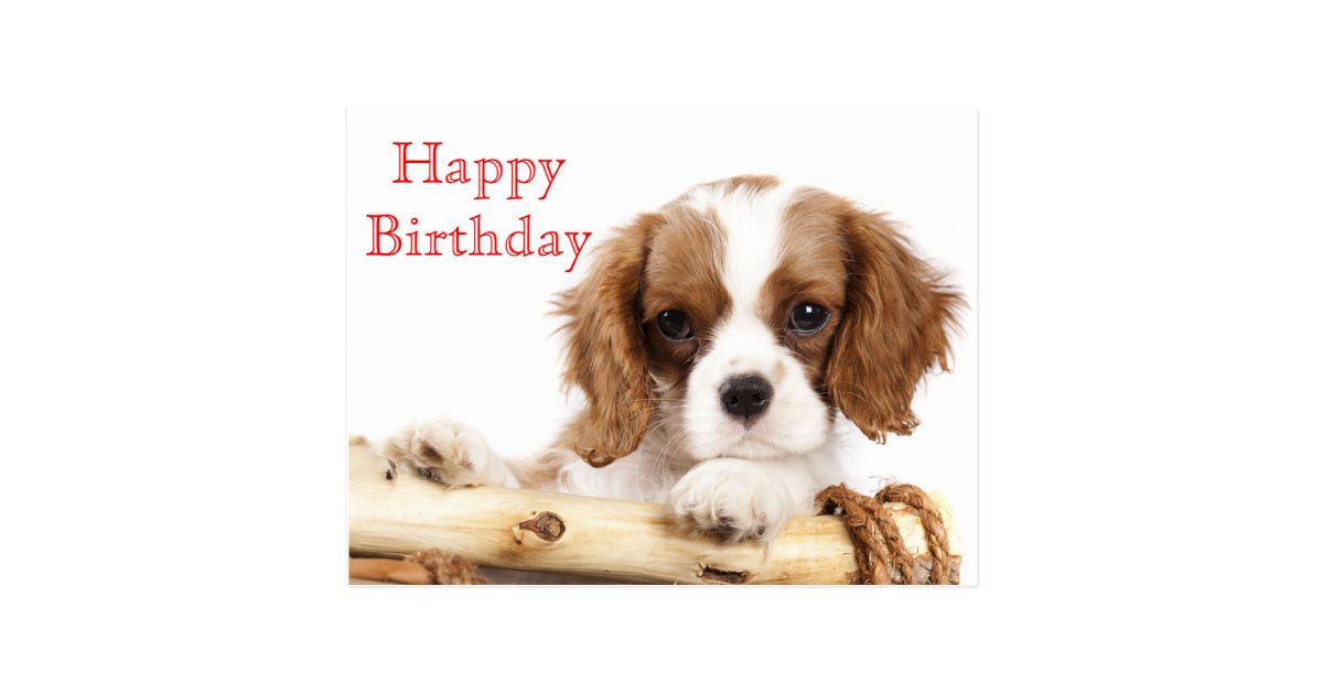 Carte Postale Joyeux Anniversaire Rouge Cavalier Le Roi Charles Zazzle Be Carte Postale Joyeux Anniversaire Rouge Cavalier Le Roi Charles Zazzle Be