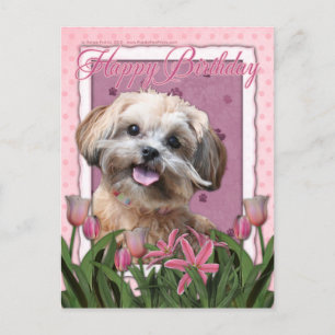Carte Postale Joyeux anniversaire - ShihPoo - Maggie