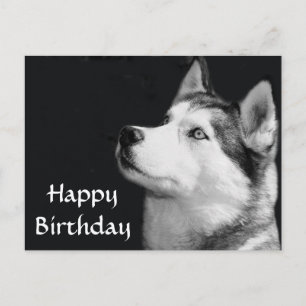 Carte Postale Joyeux Anniversaire Sibérie Husky Chien Chien Pot 