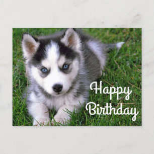 Carte Postale Joyeux anniversaire Sibérie Husky Puppy Dog Card