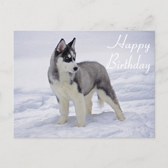 Carte Postale Joyeux Anniversaire Siberie Husky Puppy Dog Card Zazzle Be
