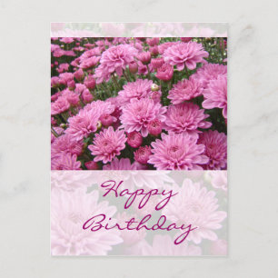 Carte Postale Joyeux anniversaire - Une mer de chrysanthèmes ros