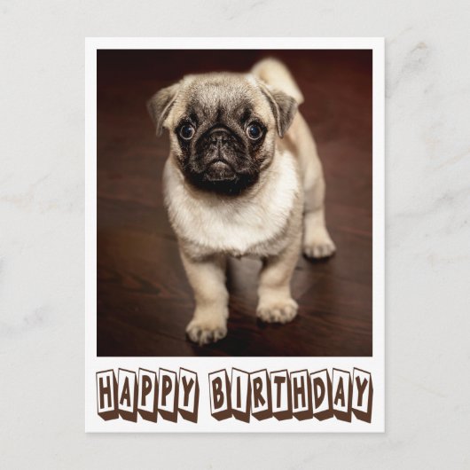 Carte Postale Joyeux Carlin d'anniversaire Chien Chien Chien Chi (Devant)