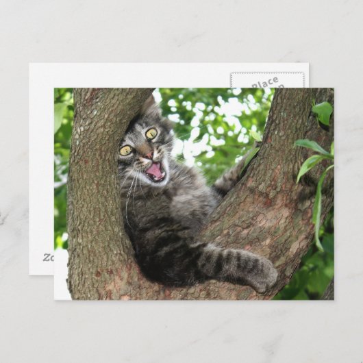 Carte Postale Joyeux chat dans l'arbre (Devant / Derrière)
