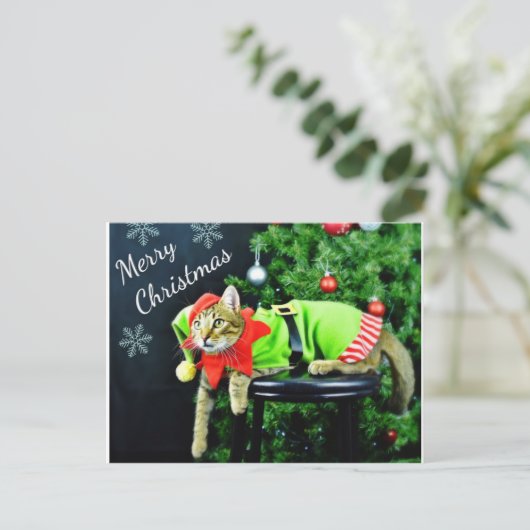 Carte postale Joyeux chat Noël (Debout devant)