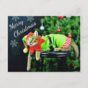 Carte postale Joyeux chat Noël