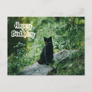 Carte Postale Joyeux Chat noir d'anniversaire en plein air