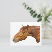 Carte Postale Joyeux cheval (Debout devant)
