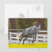 Carte Postale Joyeux Cheval de fuite (Devant / Derrière)