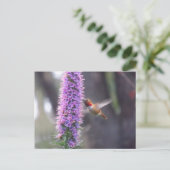 Carte Postale Joyeux colibri (Debout devant)