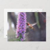 Carte Postale Joyeux colibri (Devant / Derrière)