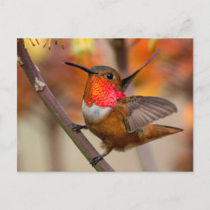 Carte Postale Joyeux Colibri Avec Ailes Out