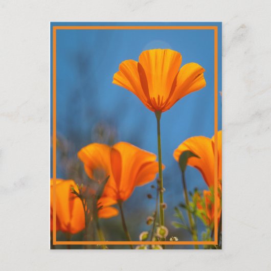 Carte Postale Joyeux Coquelicot (Devant)
