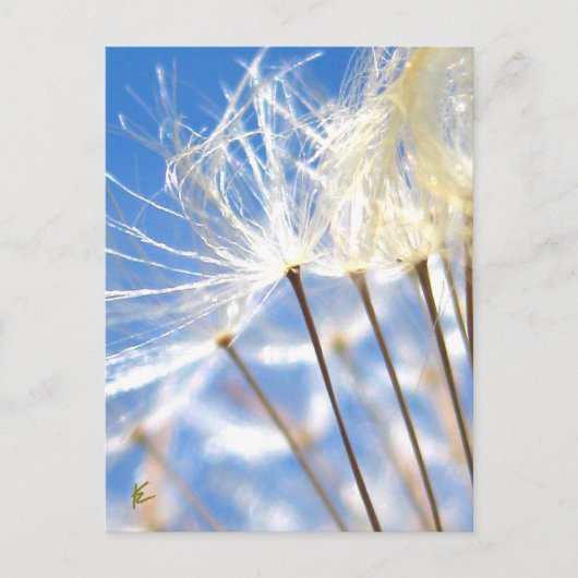 Carte Postale Joyeux, Danser, Poof de Dandelion, Histoires dans  (Devant)