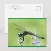 Carte Postale Joyeux DragonFly (Devant / Derrière)
