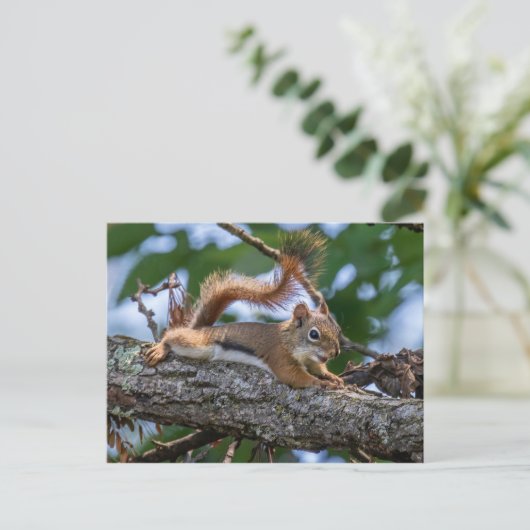 Carte Postale Joyeux écureuil (Debout devant)