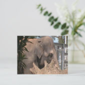 Carte Postale Joyeux éléphant (Debout devant)