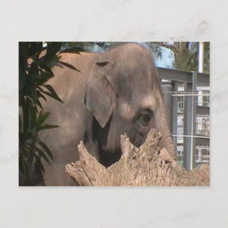 Carte Postale Joyeux éléphant