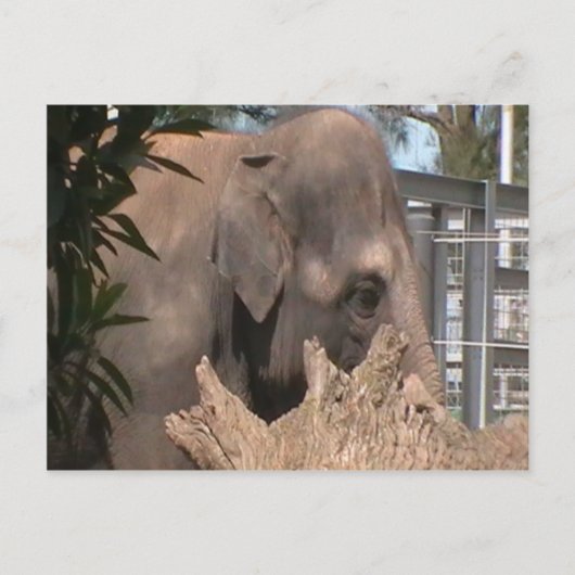 Carte Postale Joyeux éléphant (Devant)