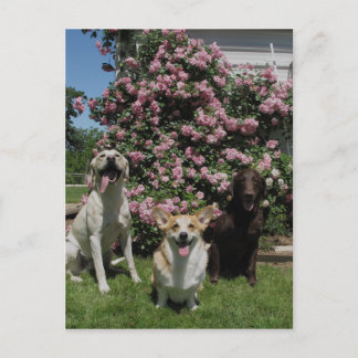 Carte Postale Joyeux garçons