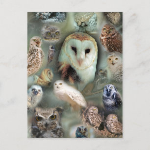 Carte Postale Joyeux hibou