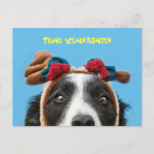 Carte Postale Joyeux Noël Border Collie (Devant)