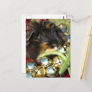 Carte Postale Joyeux Noël Cochon d'Inde