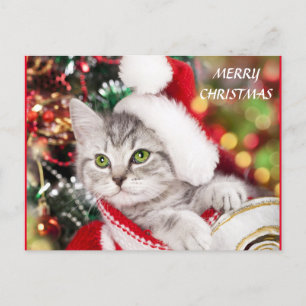 Carte Postale Joyeux Noël Kitten