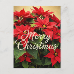 Carte Postale Joyeux Noël Poinsettias Rouges