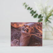 Carte Postale Joyeux Tau, Lion Cub souriant (Debout devant)