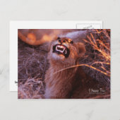 Carte Postale Joyeux Tau, Lion Cub souriant (Devant / Derrière)