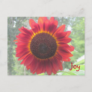 Carte Postale Joyeux tournesol rouge rouillé