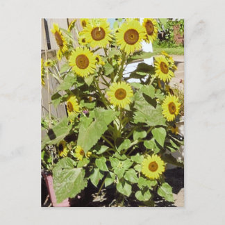 Carte Postale Joyeux tournesols
