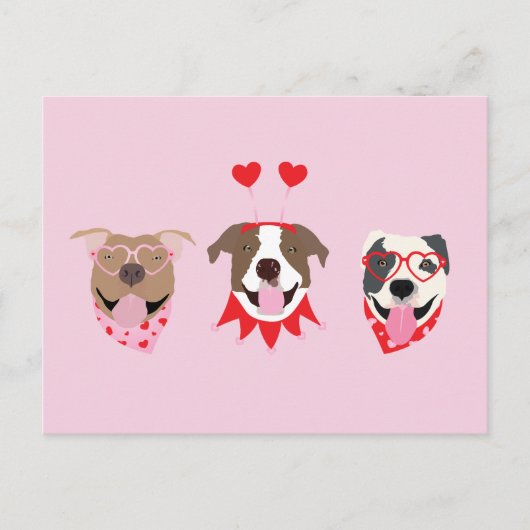 Carte Postale Joyeux Valentines Day American Pit Bull Terriers (Devant)