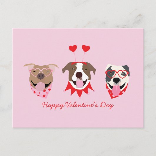 Carte Postale Joyeux Valentines Day American Pit Bull Terriers (Devant)