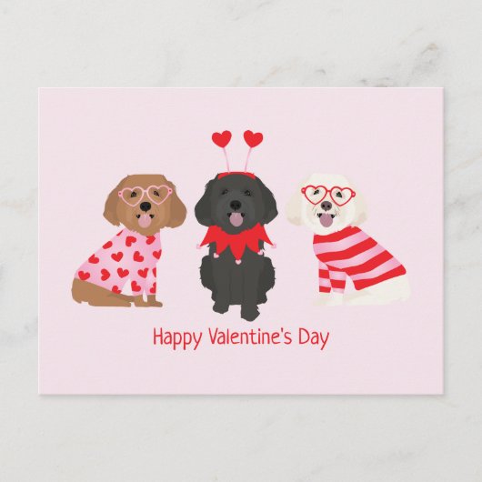 Carte Postale Joyeux Valentines Day Chiens de Maltipoo (Devant)