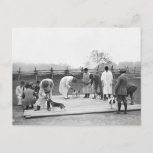 Carte Postale Jugement Beagle, 1914
