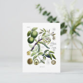 Carte Postale Juglans regia (noyer) (Debout devant)