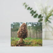 Carte Postale Juicy Morels (Debout devant)