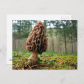 Carte Postale Juicy Morels (Devant / Derrière)