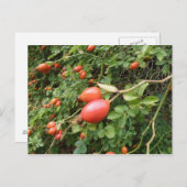 Carte postale Juicy Red Rose Hips (Devant / Derrière)