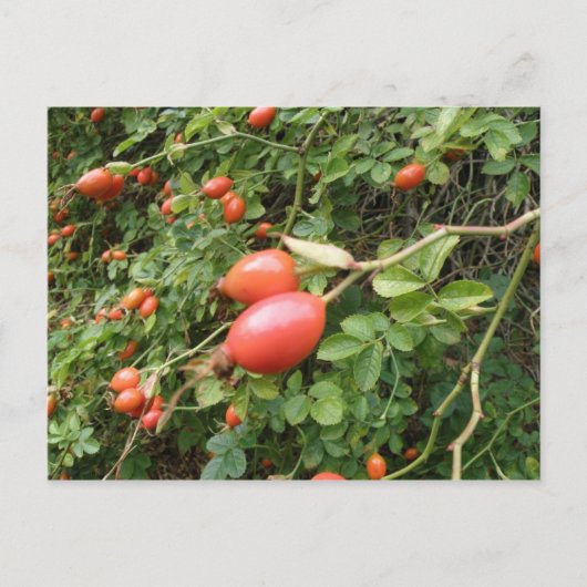 Carte postale Juicy Red Rose Hips (Devant)