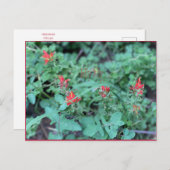 Carte postale juillet (Devant / Derrière)