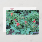 Carte postale juillet (Devant / Derrière)