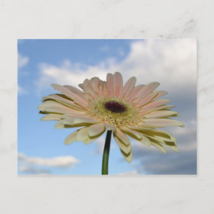 Carte Postale Juin Gerbera Flower in the Sky