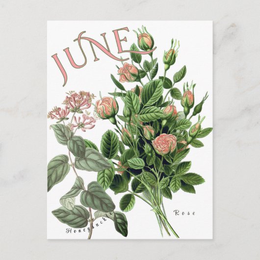Carte Postale Juin Mois Fleurs Honeysuckle Rose fantaisie (Devant)