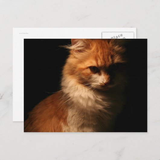 Carte Postale Jule (Devant / Derrière)