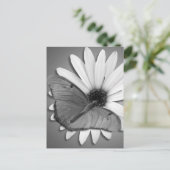 Carte Postale Julia Butterfly sur Daisy (Debout devant)