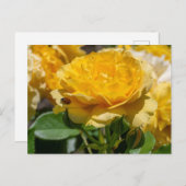 Carte Postale Julia Child Rose (Devant / Derrière)